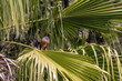 © Barbara - Common Myna bird perched in a palm tree in Israel. It is an invasive species in Israel.