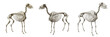 © SmartBee - Sheep skeleton, Ovis aries, farm mammal anatomy, detailed bone texture, Bovidae caprine domestic livestock osteology, ovine skeletal frame structural mapping layout reference guide profile card