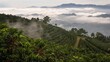 © Luna - altitude. A lush green coffee plantation on a high-altitude slope enveloped in soft morning mist. product launch decks, UI/UX mockups, designed for product launches and innovation pitches.