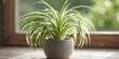 © Brian - spider plant - photo of a spider plant houseplant in pot