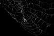 © Mr.Black - Intricate White Spider Web Pattern Isolated on Black Background