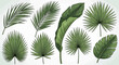 © abdul - Collection of various detailed green tropical leaves vector illustration