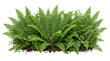 © BTG - Lush green fern plant foliage isolated on transparent background