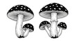 © Turun - Two detailed illustrations of spotted mushrooms.