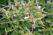 © BEST - Macro view of delicate white wildflower blooming on thin green stem in daylight.
