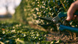 © 磊 崔 - privet. Sharp garden shears trimming a manicured green hedge, fresh cuttings on soil. gardening catalogs, home-decor guides, designed for home decor and floral branding.