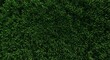 © Razzaque - Close-up view of lush green grass blades, natural texture and pattern