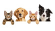© Natalia - Tabby cat golden retriever orange cat, border collie peeking over edge