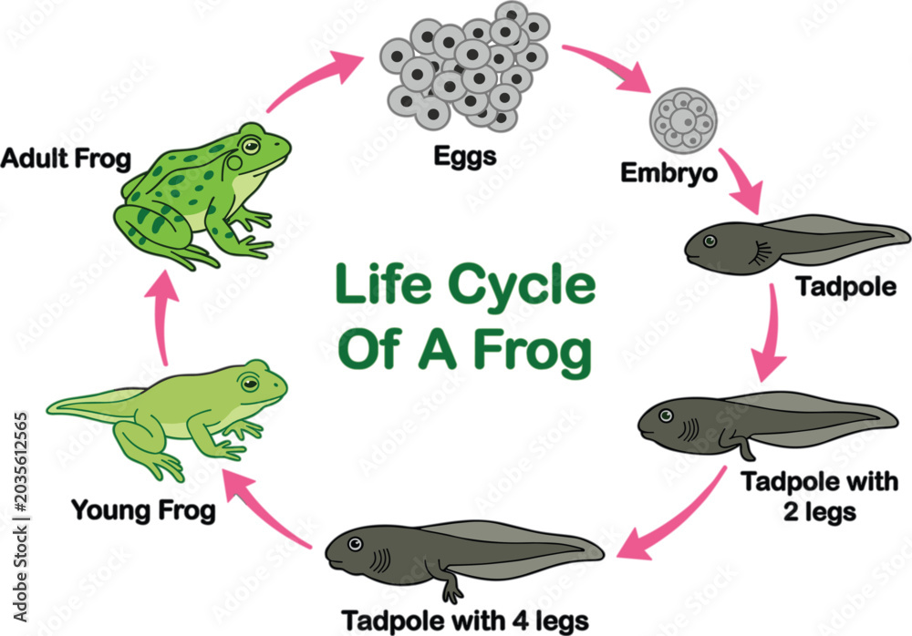 Educational Life Cycle of a Frog Diagram Vector Illustration with ...