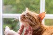 © nicoescobarphoto - Ginger cat enjoying affectionate petting by human hand
