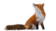 © Andrei - Isolated red fox looking up with curiosity, sitting in profile, detailed fur texture