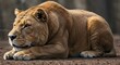 © Kaydenn - big lion and lioness