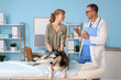 © Pixel-Shot - Owner brought her cute husky dog to appointment with male veterinarian in clinic