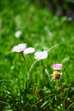 Stokrotka pospolita, stokrotka łąkowa, stokrotka trwała, Bellis perennis