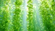 © Sergey - Underwater Garden: Sunlit Aquatic Plants in a Tranquil Oasis of Greenery