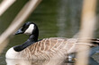 © Henry Saint John - La Tuque, Quebec, 16 May 2026 : A Canada goose swims in water with reeds in the background.