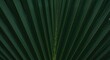 © Balen - Abstract dark green palm leaf texture background.