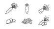 © Ujjali  - Daikon radish vegetable line art icon set including whole root slices and sticks with vegetable ingredient illustration monochrome collection isolated nutrition vegetarian agriculture