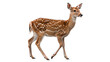 © 1png-stock - Cute small wild white tailed deer fawn standing profile isolated on transparent background cut out