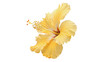 © Ivan - Beautiful vibrant yellow hibiscus flower blossom head petals isolated on transparent background cut out