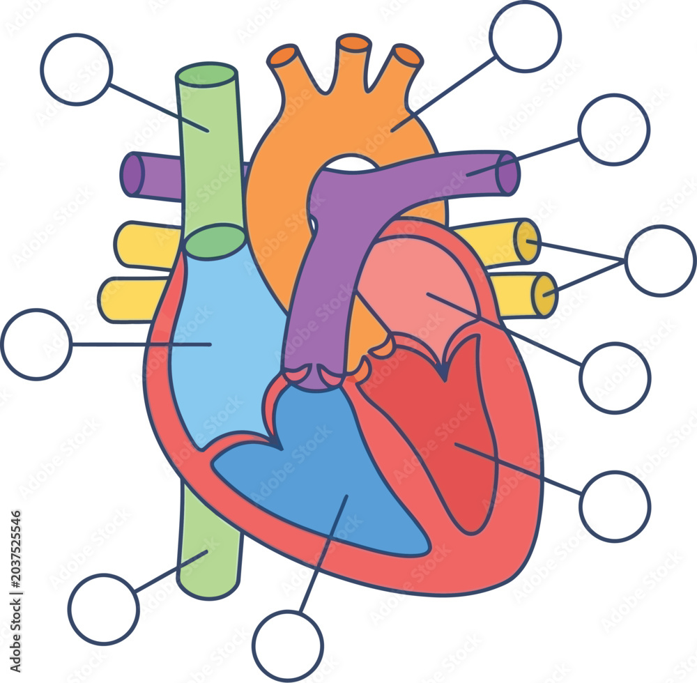 Heart anatomy diagram displays the internal chambers and major vessels ...