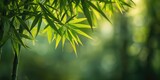 Calm natural atmosphere featuring lush bamboo leaves and soft green background blur