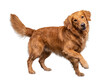 © Gail - Gorgeous golden retriever dog with a lifted paw and an attentive, intelligent gaze, posed beautifully for the camera.