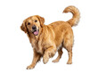 © Jennafer - Joyful Golden Retriever dog with a beautiful golden coat, standing happily with a playful expression and raised paw.