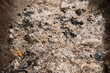 © Elena - Close-up of cigarette butts and ash in an ashtray