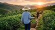 © Wool World - Golden hour illuminates a young tea farmer diligently collecting fresh leaves amidst the tranquil, rolling hillside plantations