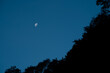 © Pamela - Luna menguante con el cielo azul de fondo y los árboles del bosque a contraluz.