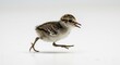© Orchid - Fluffy wild bird chick with soft patterned feathers quickly scurries on a bright clean studio backdrop. AI Generated