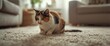 © NFTNexus - Content calico cat watching hairball cleaning inside house with copy space included
