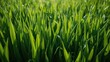 © NeuralNiche - Detailed close shot of vibrant green grass with thick blades and rich texture under daylight