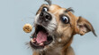 © JAFFY - Close up dog face treat mid air happy pet snack excitement playful expression