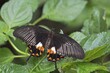 © Reinhard Hölzl/imageBROKER - Great Mormon (Papilio memnon), native to Indonesia, butterfly house, Forgaria nel Friuli, Italy