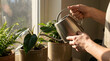 © Wawan - Watering a houseplant with a metal watering can near a sunny window watering houseplant gardening sunlight greenery pottedplant hydration lifestyle