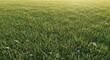 © Blpusmy - Lush Green Grass Field in Sunlight: A Natural Landscape.