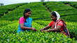© CrazyJuke - Tea Plantation Workers: Two women in colorful saris diligently harvest tea leaves on a lush, green plantation, showcasing the beauty of rural life and agricultural labor.