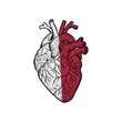 © Rahmat - Anatomical Human Heart Vector Illustration in Half Monochrome and Half Red Design. anatomical human heart vector illustration featuring a unique split-color concept with one half rendered in monochrom