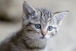 © Ronald Wittek/imageBROKER - Young wildcat (Felis silvestris), captive, Germany