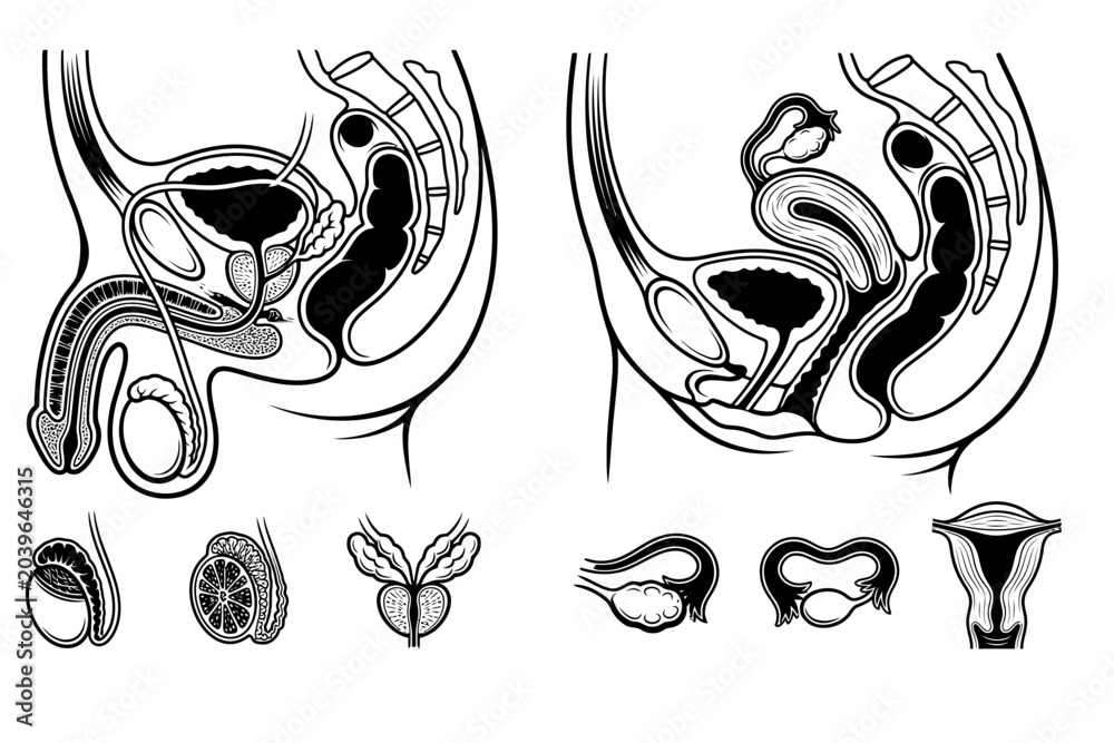 Sexual Organs Male and Female Reproductive System Anatomy Cross Section Diagram Stock ...