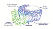 © YUDA - Detailed diagram illustrating the structure and components of the endoplasmic reticulum, including rough and smooth ER, ribosomes, and its connection to the nuclear envelope.