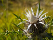 © kel.foto - Silberdistel. Kurz bevor sich die Blüte entfaltet.