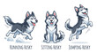 © creativeAi - Three Husky Dogs in Different Poses.