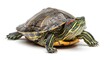 © SUGI - Red Eared Slider Turtle Isolated on White Background Studio Shot.