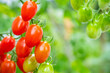 © Kwangmoozaa - Bunch of fresh ripe red grape tomatoes hanging on the vine in organic garden