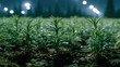 © Алексей Иванченко - A field of young rosemary plants growing in soil under dim lighting in a nursery environment