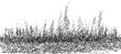 © Purple_Lamp - vintage hand drawn grass border with detailed blades and wild plants engraving illustration