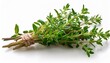 © Joseph - isolated fresh thyme on a white background